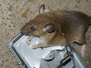 中新鼠害控制站餐厅冬季灭鼠防鼠实施方案