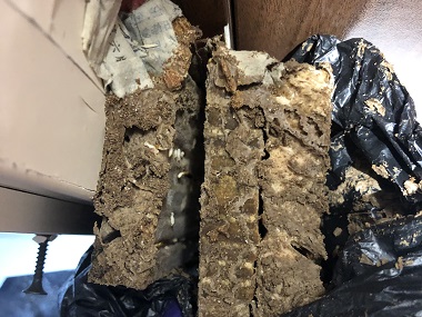 正果杀灭白蚁中心快速区分常见的居家白蚁种类