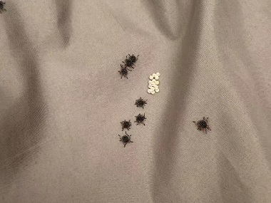 派潭控制虫害公司床上有臭虫(臭屁虫)怎么办