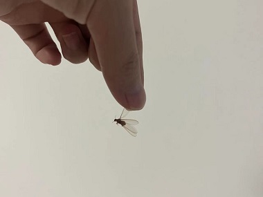 荔城白蚂蚁预防科普白蚁为什么会长出翅膀呢?