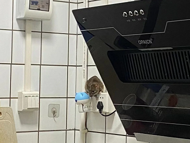 宁西四害消杀中心老鼠怎么驱赶最有效